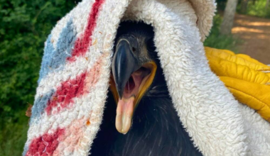 Second eaglet rescued after fall from nest in Victoria park