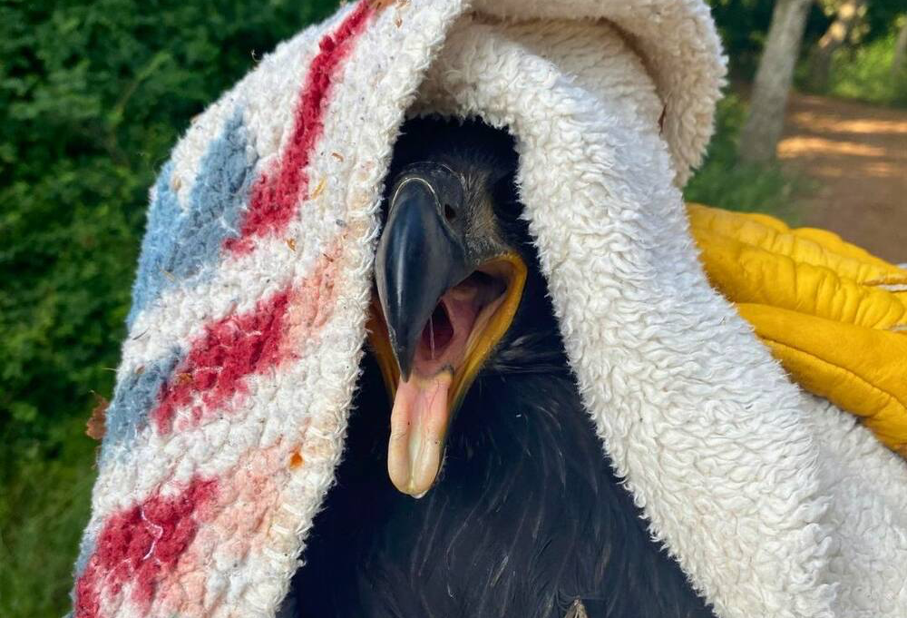 Second eaglet rescued after fall from nest in Victoria park
