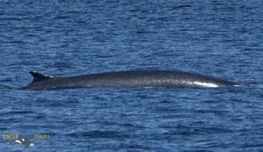 Second-largest whale species spotted off Sooke