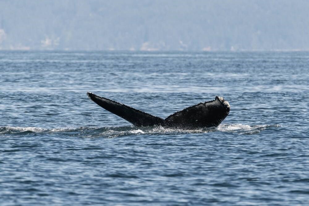 Humpback spotted for first time since last fall