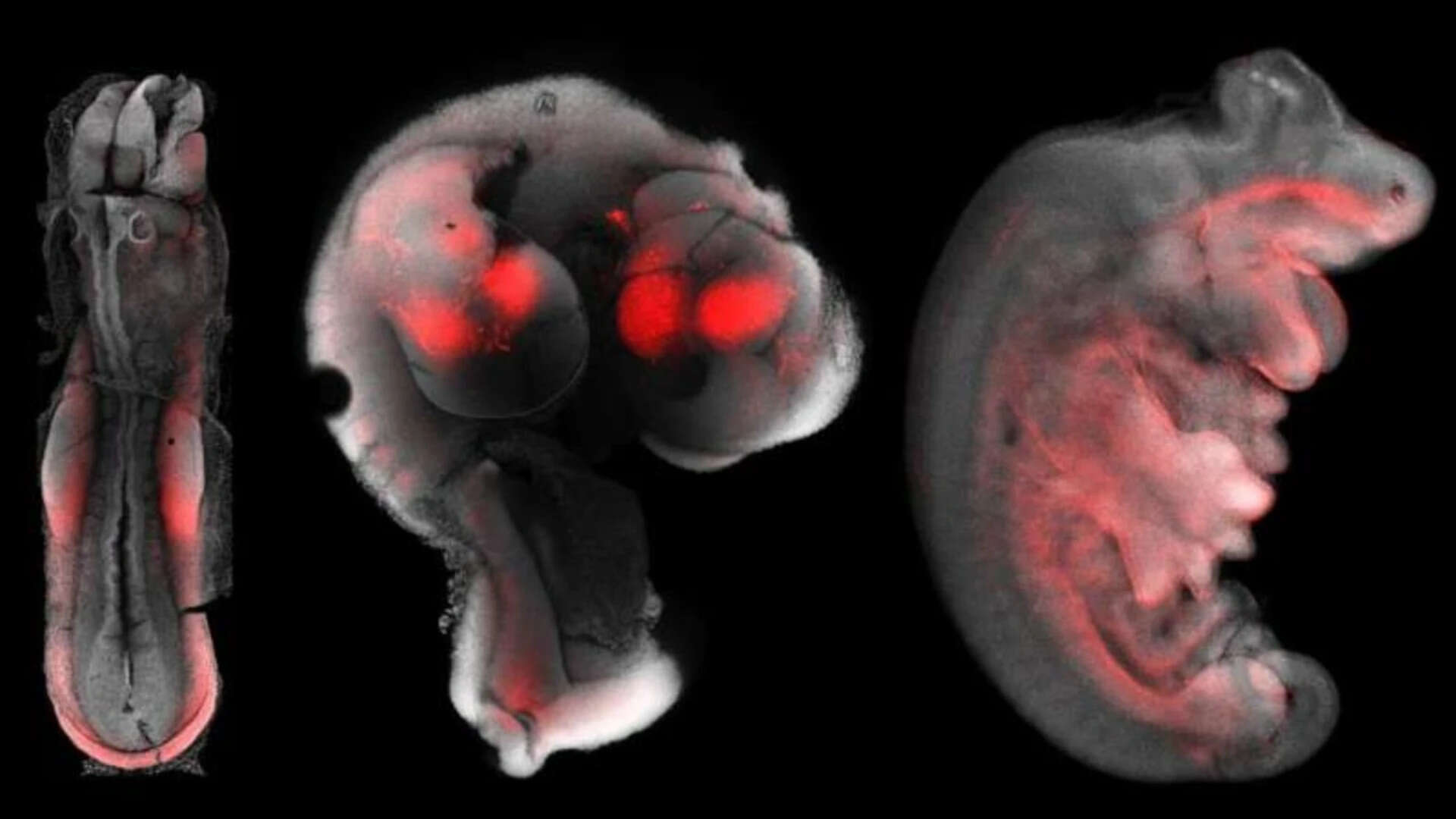 What the findings tell us about evolution