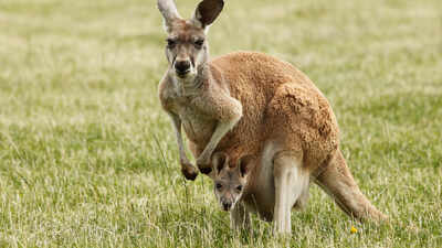 Newborn kangaroos are born tiny, blind and embryo-like, but scientists say their arms develop early so they can crawl to the mother’s pouch and survive