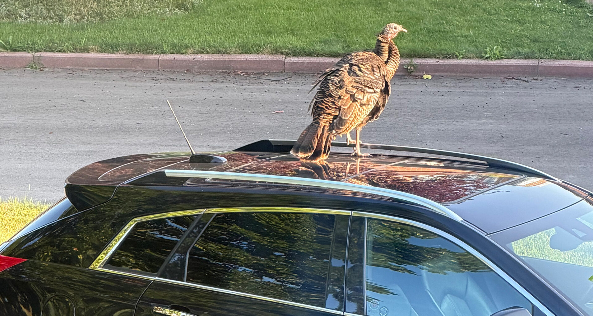 wild turkey mississauga