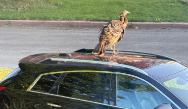 wild turkey mississauga