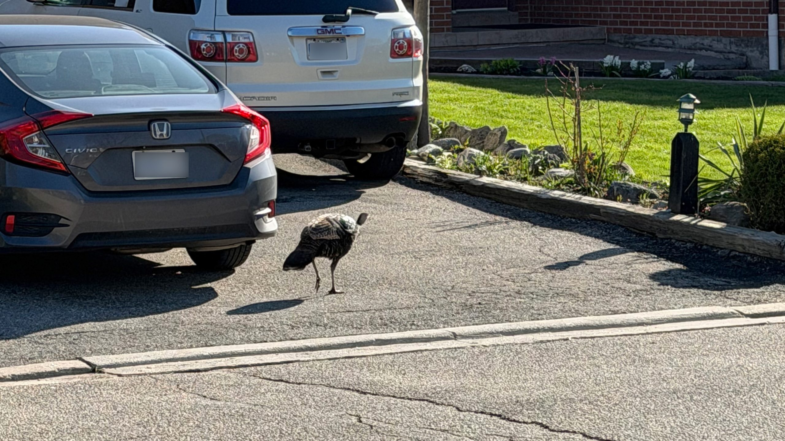 wild turkey mississauga