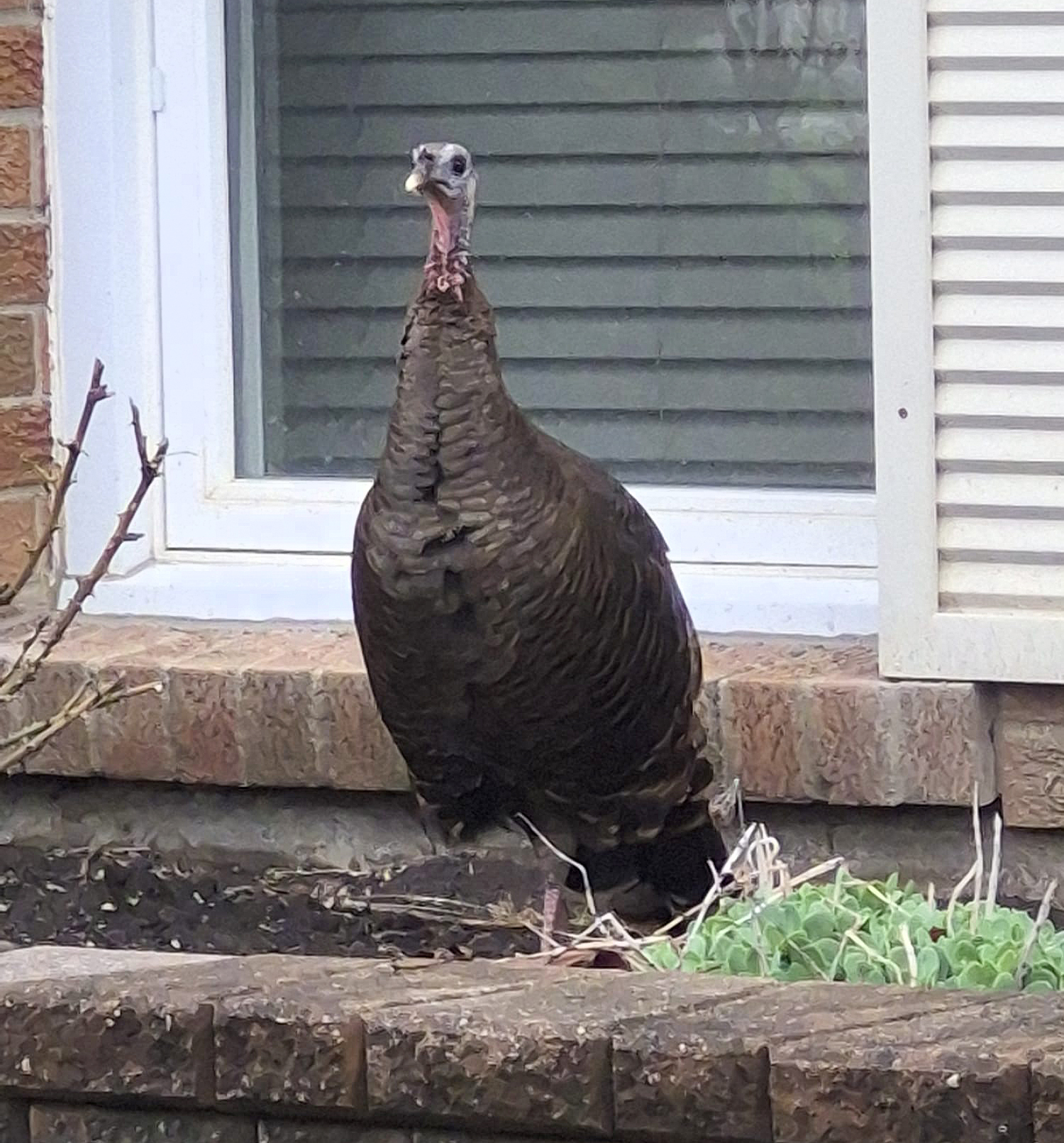wild turkey mississauga