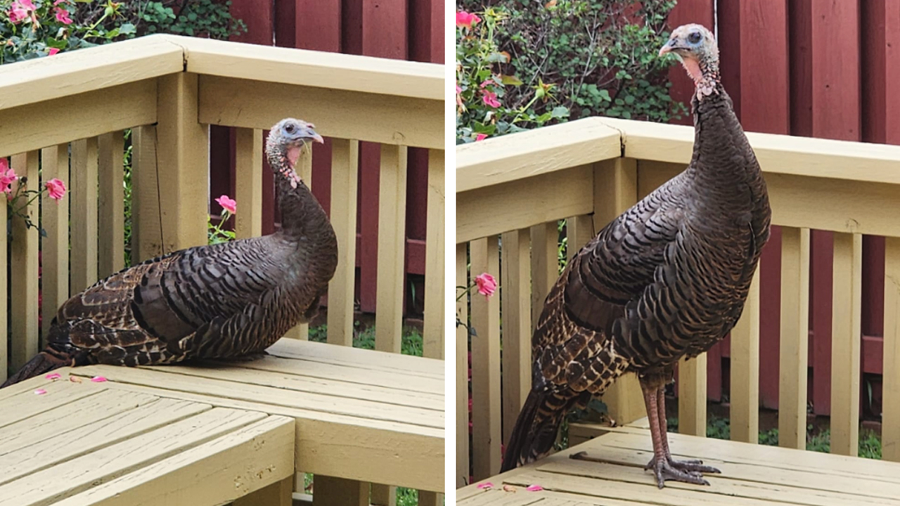 wild turkey mississauga