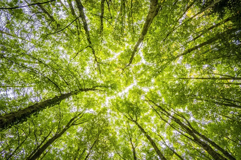 Tree canopy Pexels