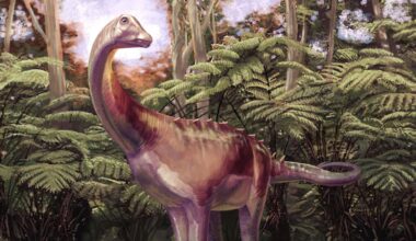Antarctica's first dinosaur fossil belonged to a group of the largest land animals ever