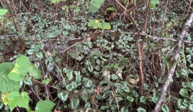 Surrey moves to ban the sale of invasive plants