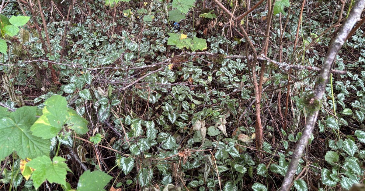 Surrey moves to ban the sale of invasive plants