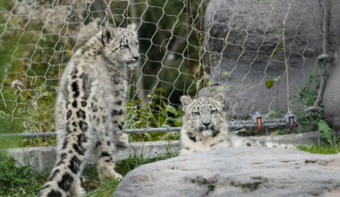 Animals at Toronto Zoo remain cool despite power outage amid heat wave