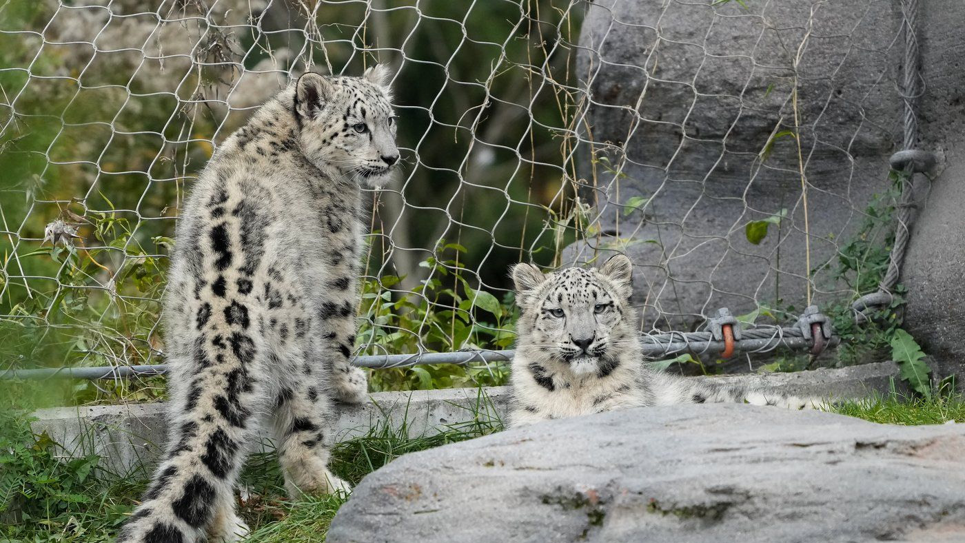 Animals at Toronto Zoo remain cool despite power outage amid heat wave