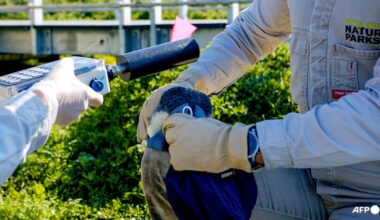 Australia races to shield little penguins from H5N1 bird flu