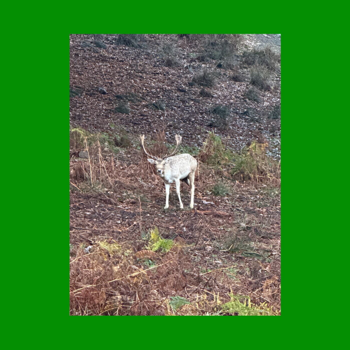 Image may contain Animal Deer Mammal Wildlife Soil Antelope and Elk