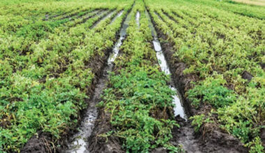 Crops