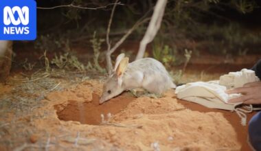 150 bilbies released in Queensland national park where they were once extinct