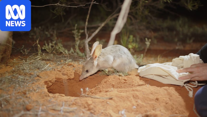 150 bilbies released in Queensland national park where they were once extinct