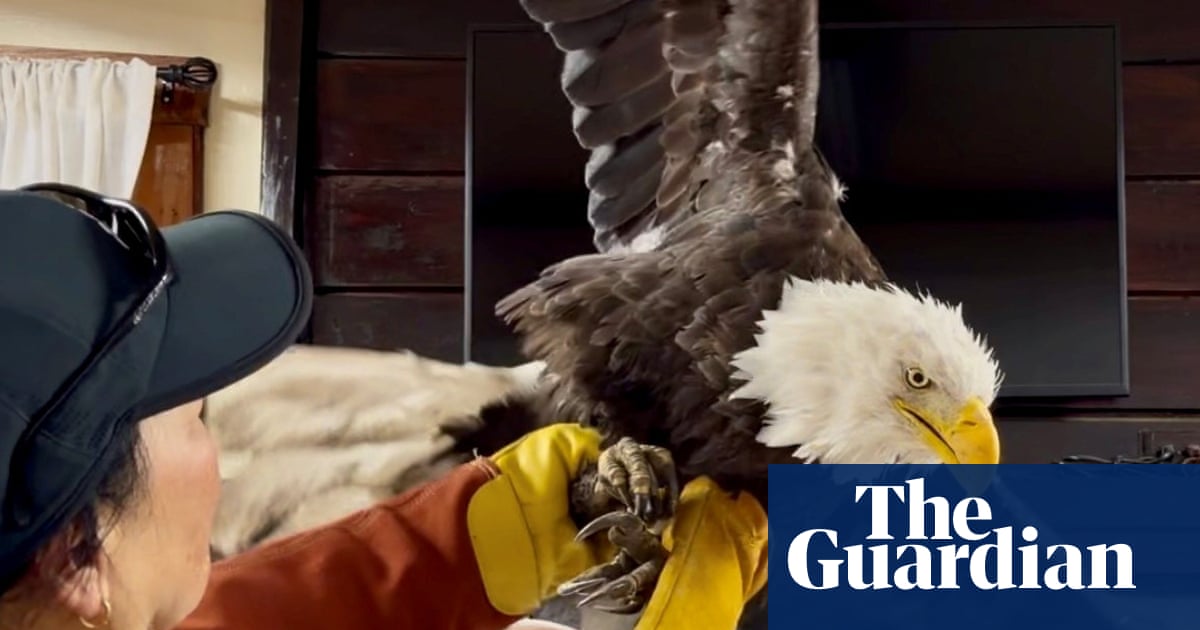 ‘Awed by nature’: fans mourn California’s beloved Jackie the bald eagle, whose legacy soars on | California