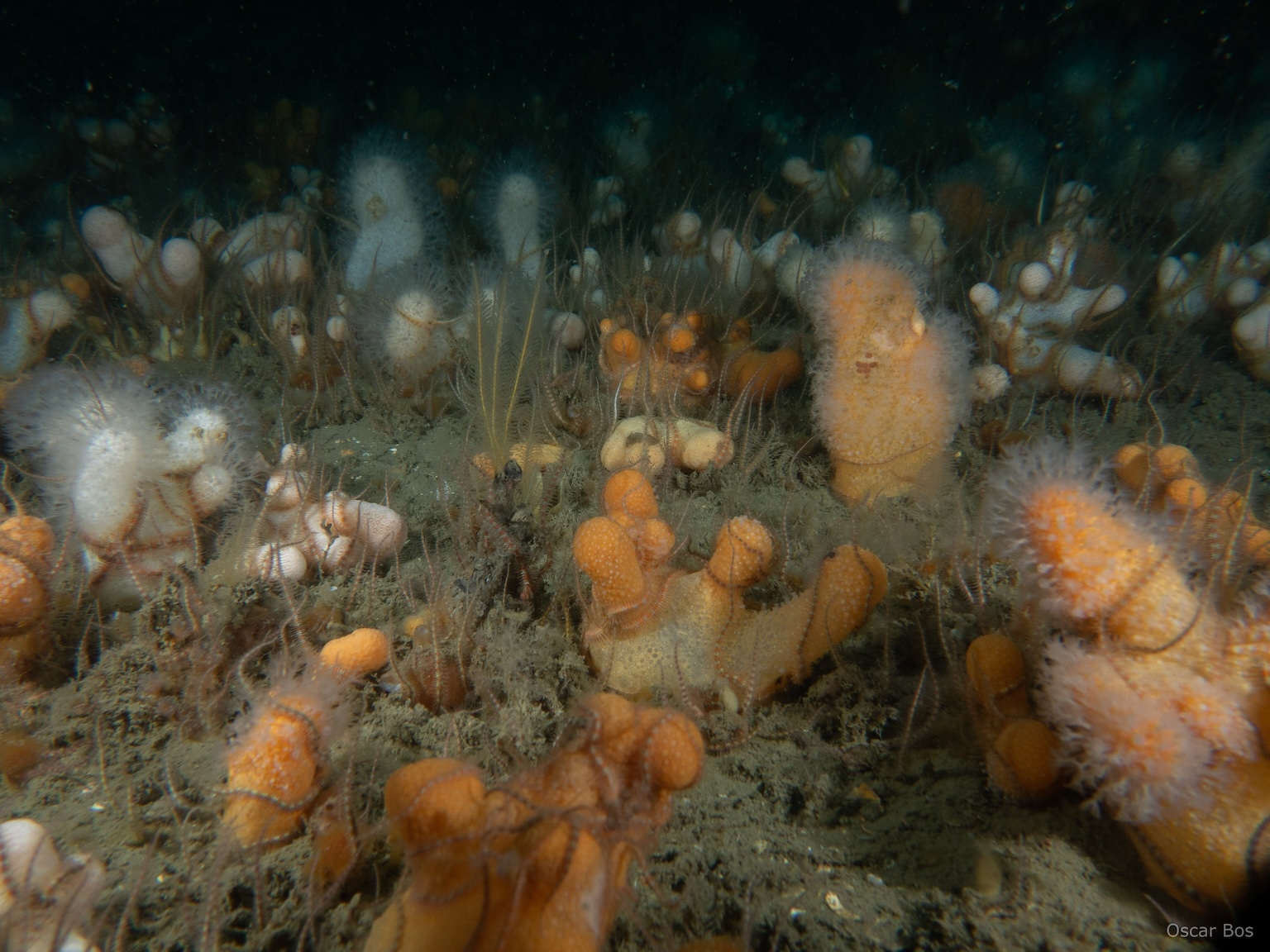 Dogger Bank hosts a diverse seabed ecosystem. Here, marine sponges thrive alongside soft corals called dead man’s fingers (Alcyonium digitatum), anemones, and shellfish. Image courtesy of Oscar Bos.