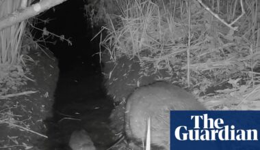 Wild beaver kits born in Norfolk for first time in more than 500 years | Animals