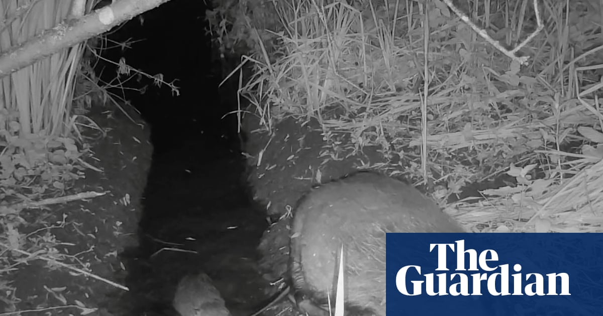 Wild beaver kits born in Norfolk for first time in more than 500 years | Animals