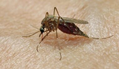Ottawa mosquito pool tests positive for West Nile virus for 1st time this season