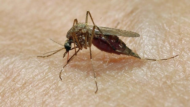 Ottawa mosquito pool tests positive for West Nile virus for 1st time this season
