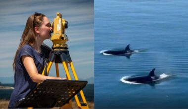 Whales are dying in B.C. waters. Here's how 2 groups are trying to save them