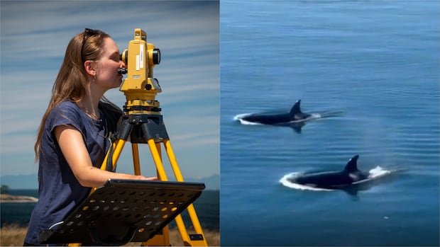 Whales are dying in B.C. waters. Here's how 2 groups are trying to save them