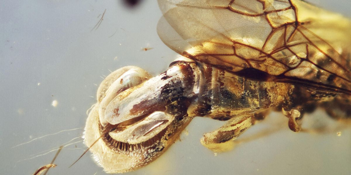 Scientists discover creature 'beyond imagination' encased in 99 million-year-old amber