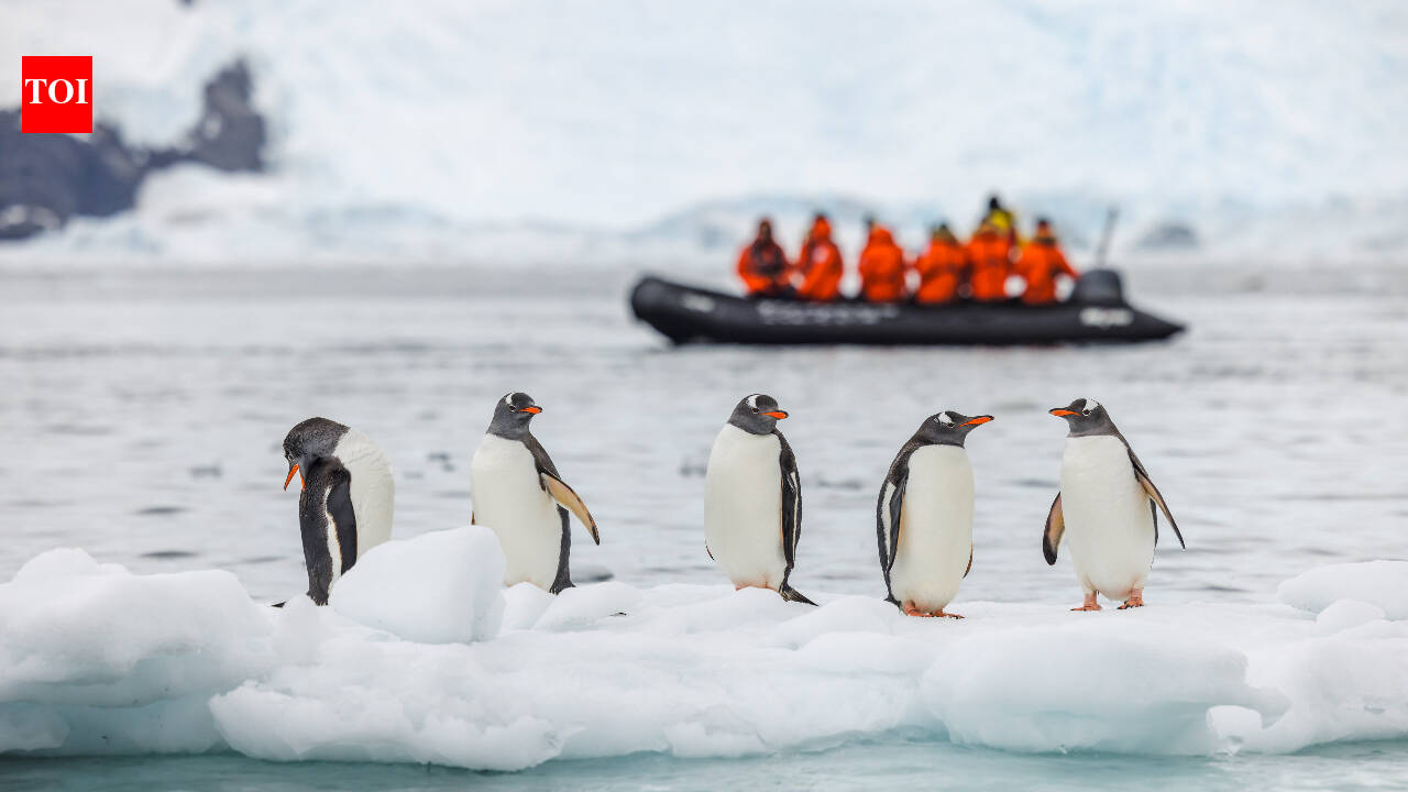 A 14-kilometre iceberg cut off food supply to an Antarctic penguin colony, and chick numbers dropped by 69% in one breeding season