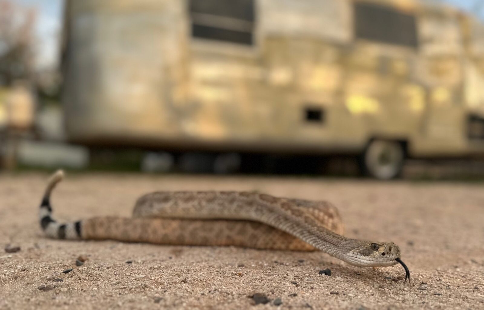 Leave it: Dog trainers help pets avoid venomous snakes – Winnipeg Free Press