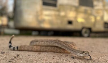 Leave it: Dog trainers help pets avoid venomous snakes – Winnipeg Free Press