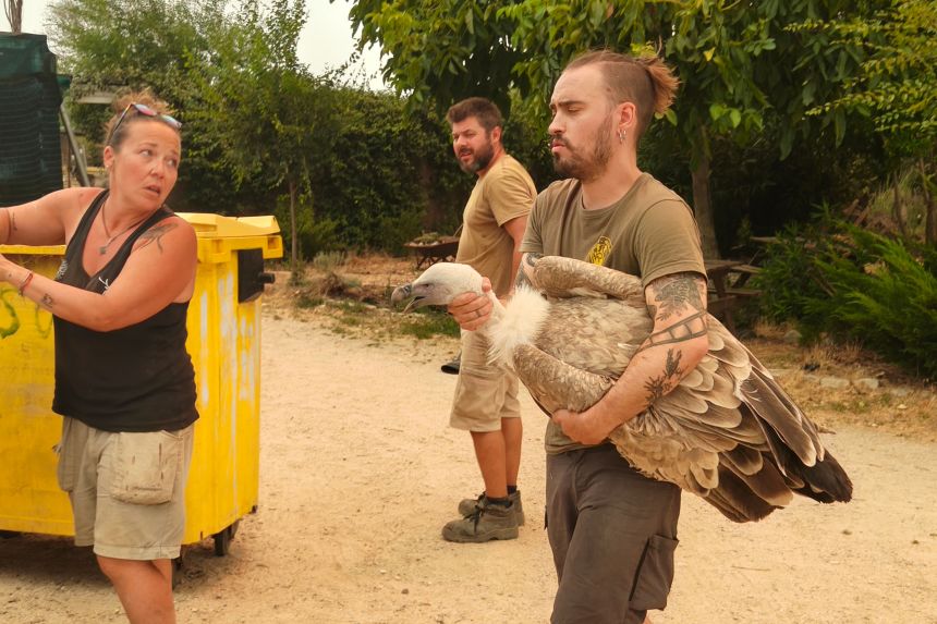 Safari Madrid staff help evacuate a vulture from the Kuna Iberica wildlife sanctuary in Navas del Ray.