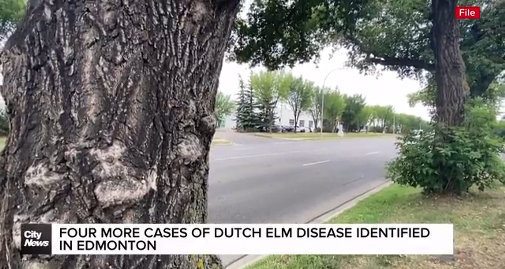 Four more cases of Dutch Elm Disease identified in Edmonton