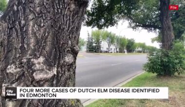 Four more cases of Dutch Elm Disease identified in Edmonton