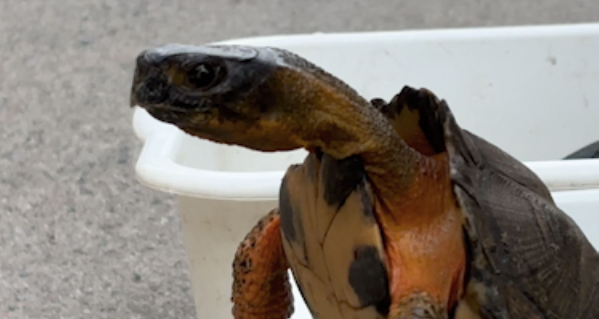 Why you shouldn't bring a native turtle home