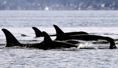 As Trump rolls back endangered species protection, experts say Canadian wildlife is also at risk