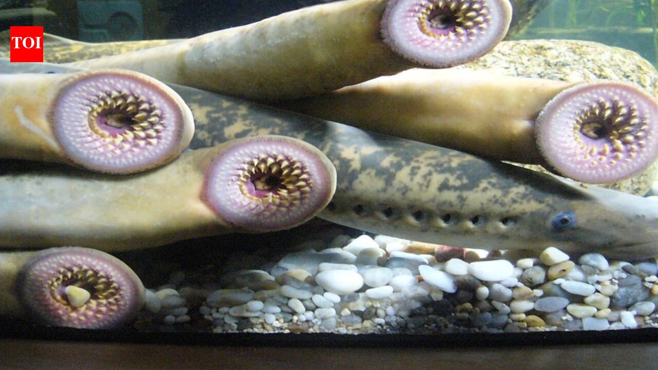 The Invasion of the Sea Lamprey: How One Fish Transformed the Great Lakes Ecosystem by 1938 | World News
