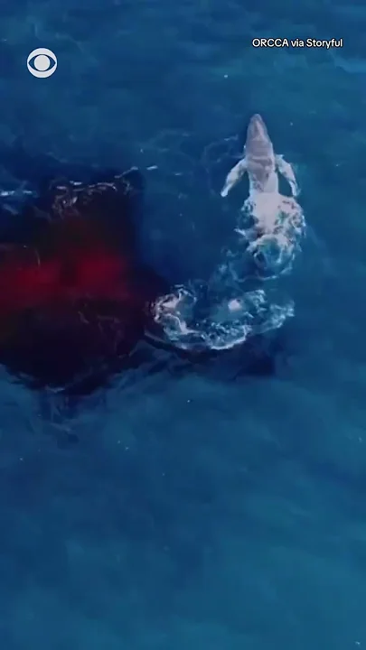 Humpback whale gives birth in stunning drone video #shorts - YouTube