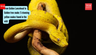 From Golden Lancehead to Golden tree snake: 5 stunning yellow snakes found in the wild