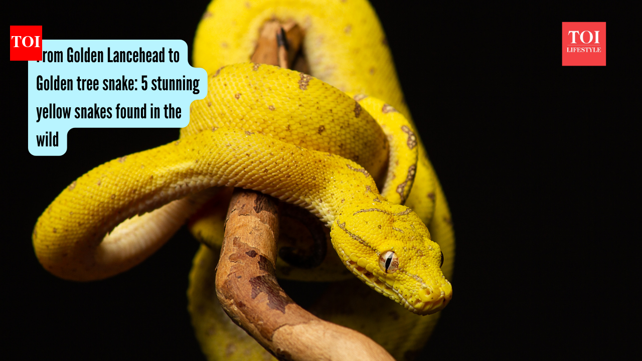 From Golden Lancehead to Golden tree snake: 5 stunning yellow snakes found in the wild
