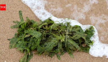 In 2000, an aquarium plant escaped into California waters; removing the ‘killer algae’ took six years and over $7 million