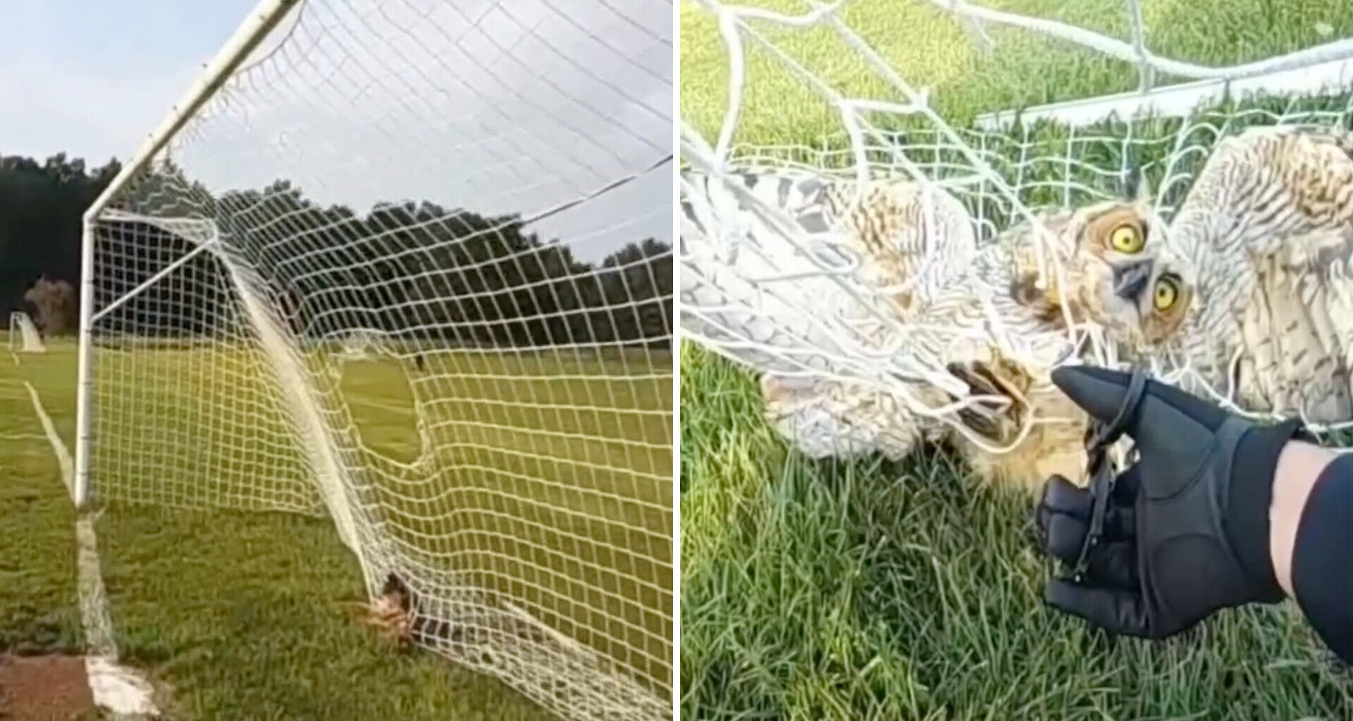 An owl is caught in a soccer net, with a person in a glove assisting it in a grassy area.