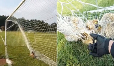 An owl is caught in a soccer net, with a person in a glove assisting it in a grassy area.