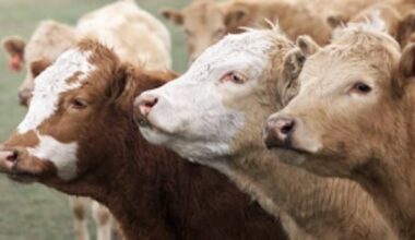Alberta RCMP charge man with theft, forging documents in cattle rustling case