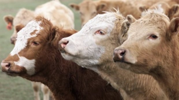 Alberta RCMP charge man with theft, forging documents in cattle rustling case