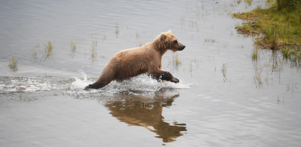 A Gloucestershire photographer has fulfilled a lifelong dream by travelling thousands of miles to one of the world's most remote wildernesses to capture dramatic images of giant brown bears feasting on salmon during Alaska's famous annual salmon run. BROWN BEARS AT KATMAI NATIONAL PARK IN ALASKA BABY CUB BOOM AND FISHING SOCKEYE SALMON RUN JULY 2026 PN60 | 'It felt like Jurassic Park': Gloucestershire photographer's incredible encounter with Alaska's giant brown bears