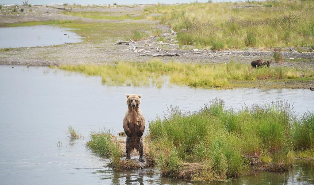 BROWN BEARS AT KATMAI NATIONAL PARK IN ALASKA BABY CUB BOOM AND FISHING SOCKEYE SALMON RUN JULY 2026 PN59 | 'It felt like Jurassic Park': Gloucestershire photographer's incredible encounter with Alaska's giant brown bears